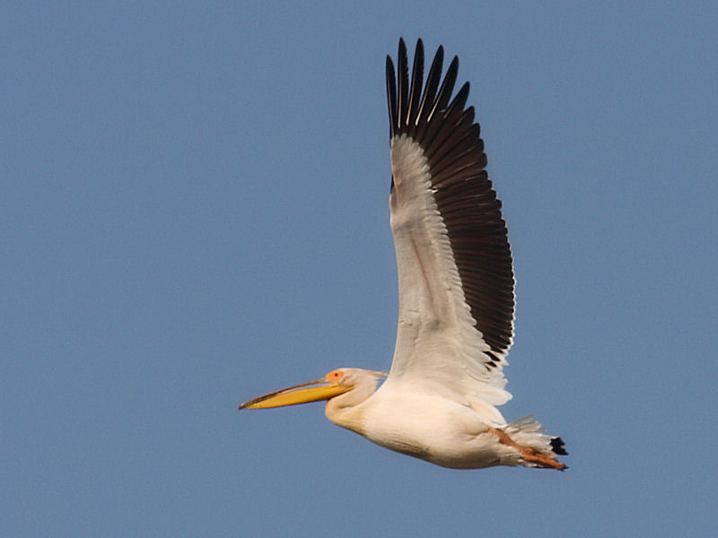 Pellicano Fiorentino - Pelecanus onocrotalus